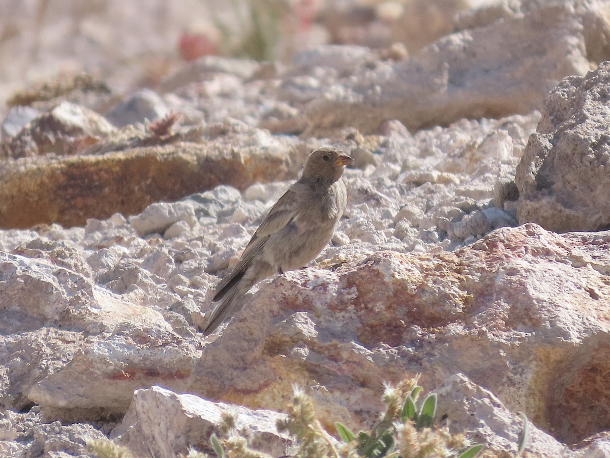 Gray-crowned Rosy-Finch - ML640526033