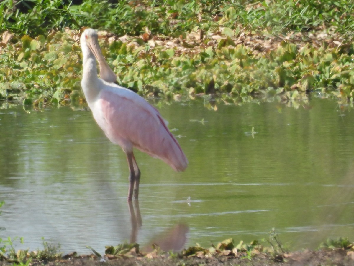 Roseate Spoonbill - ML640526042