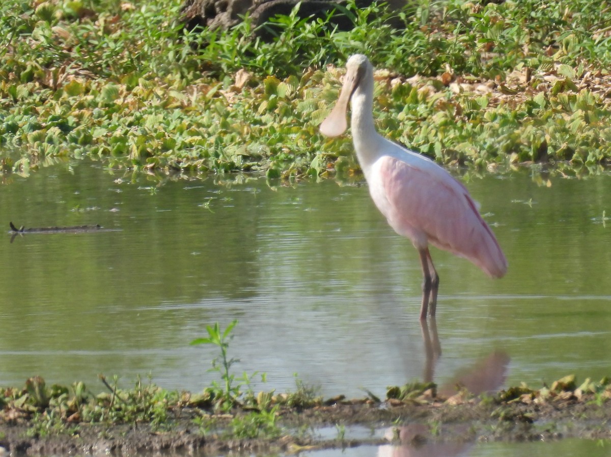 Roseate Spoonbill - ML640526043