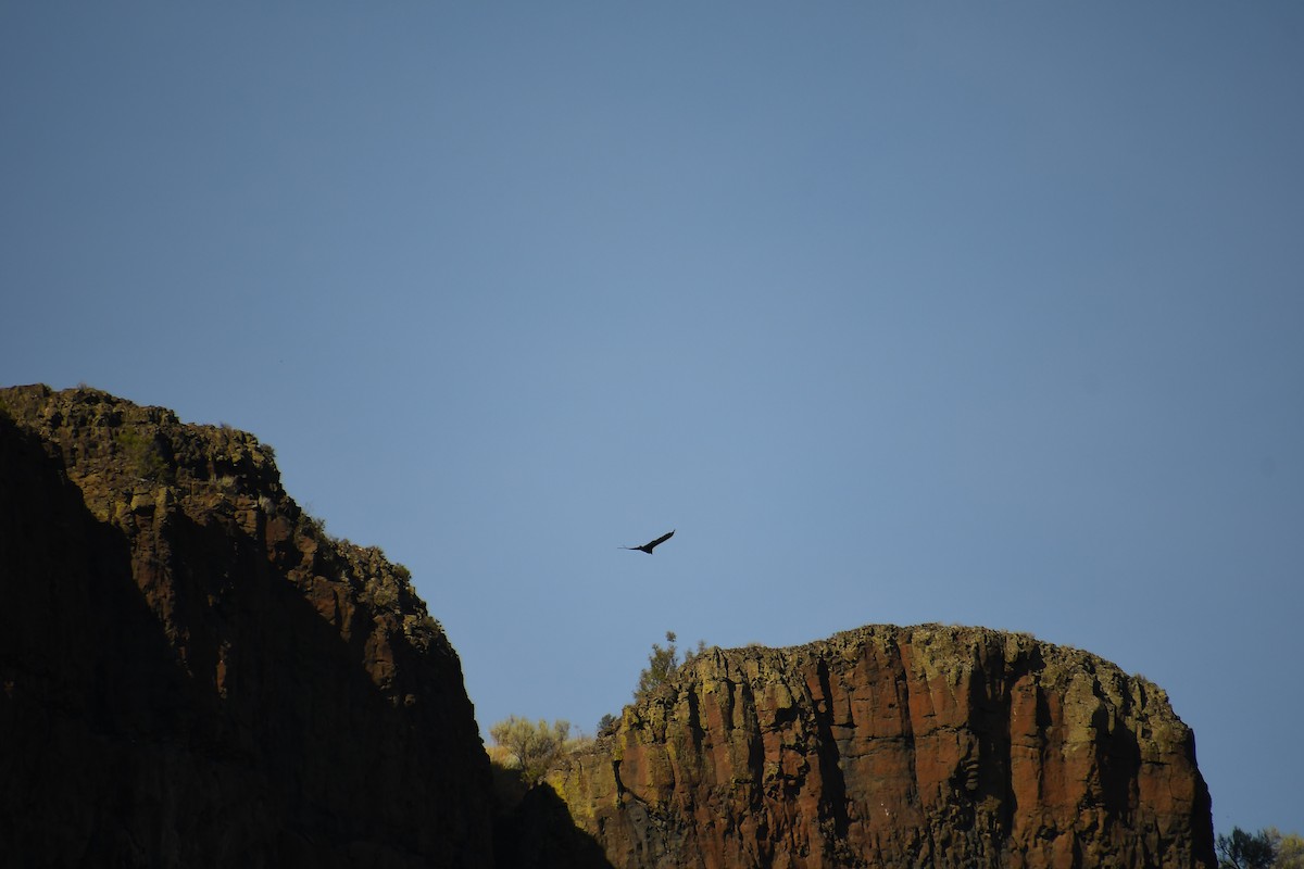 Turkey Vulture - ML640526085