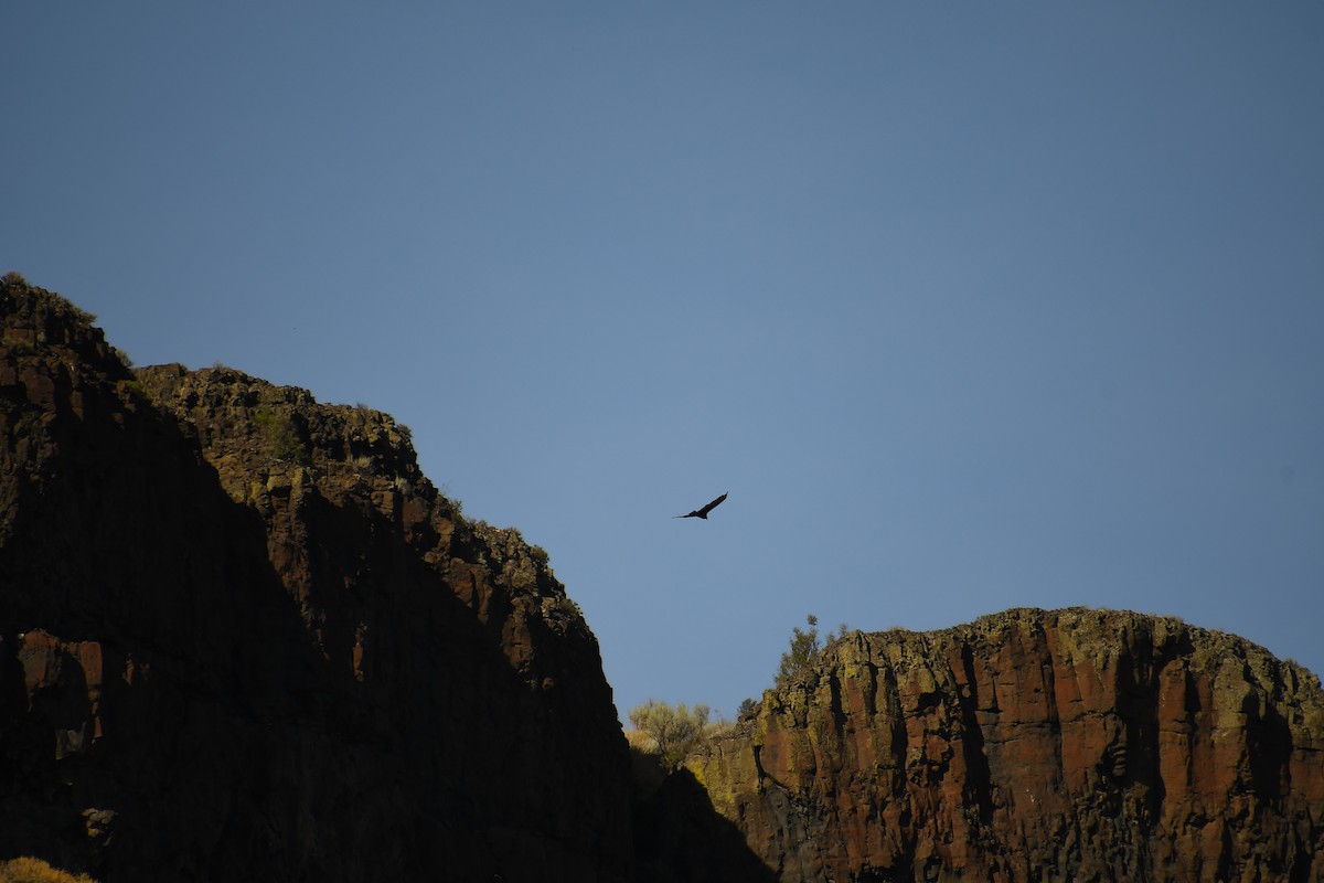Turkey Vulture - ML640526086