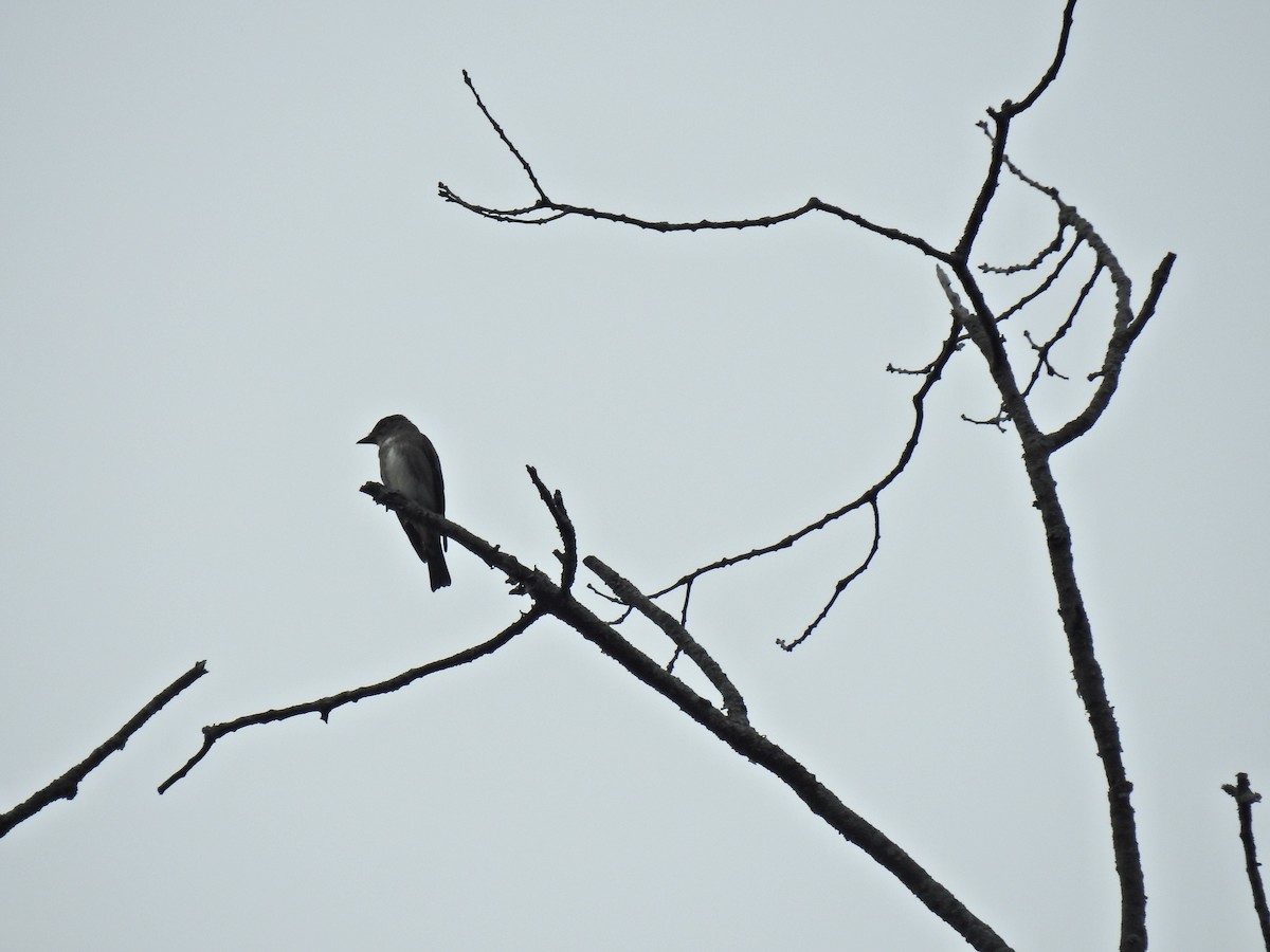 Olive-sided Flycatcher - ML640526134