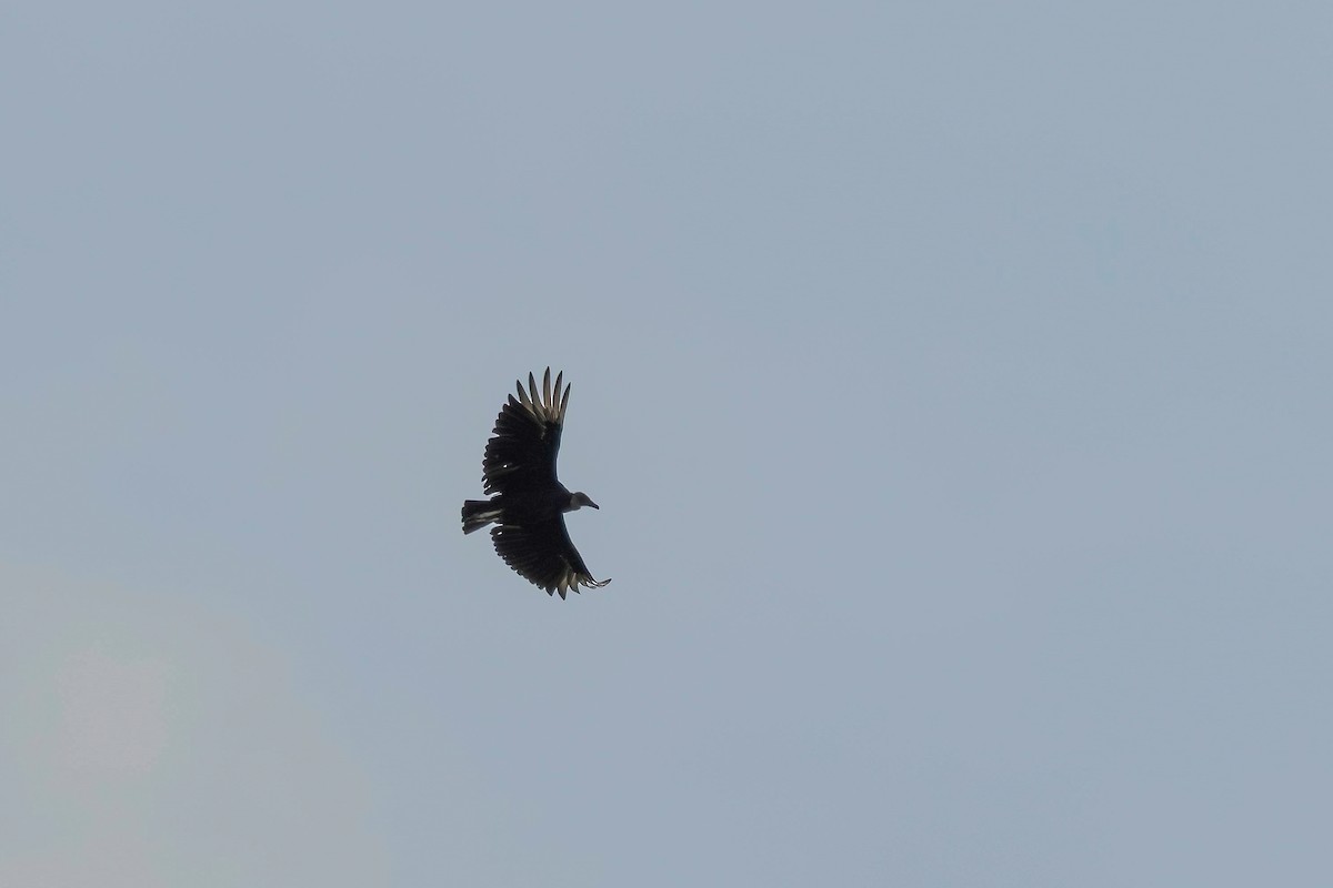 Black Vulture - ML640526149