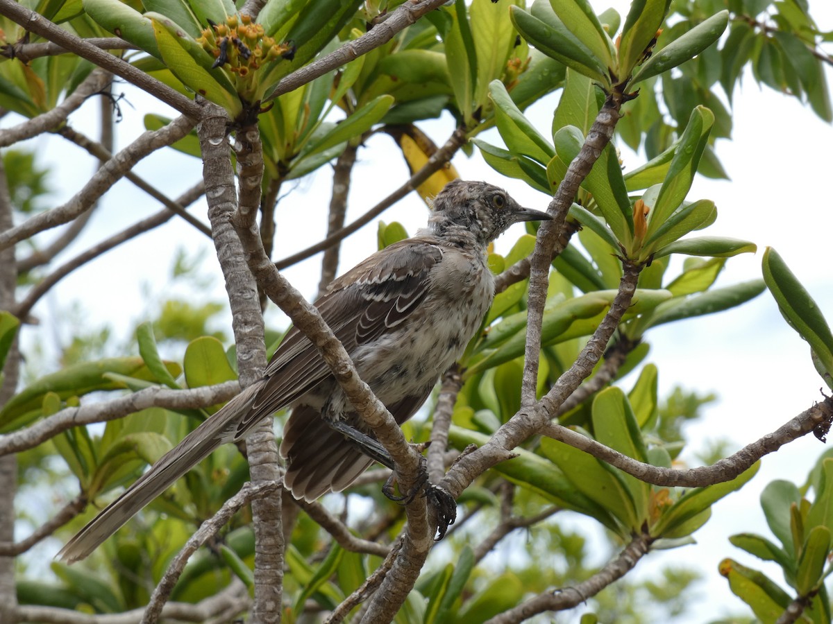 bahamasspottefugl - ML640526154
