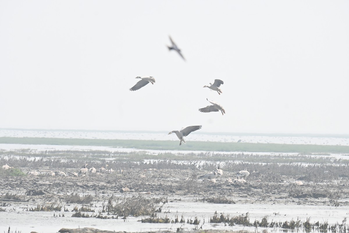 husa tibetská - ML640526192