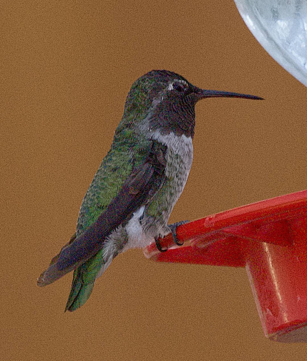 rødmaskekolibri - ML640526220