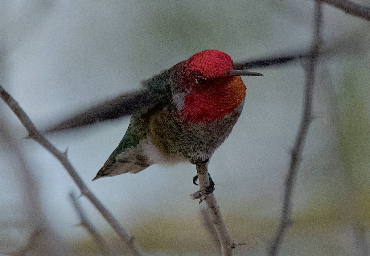 rødmaskekolibri - ML640526227