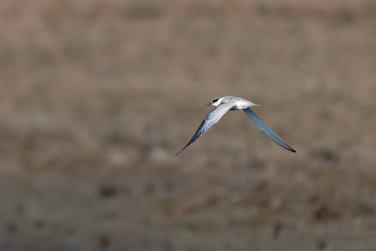 Least Tern - ML640526241