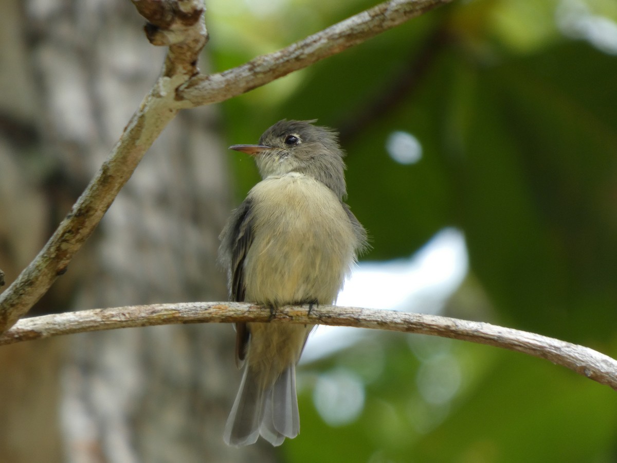 Cuban Pewee - ML640526243