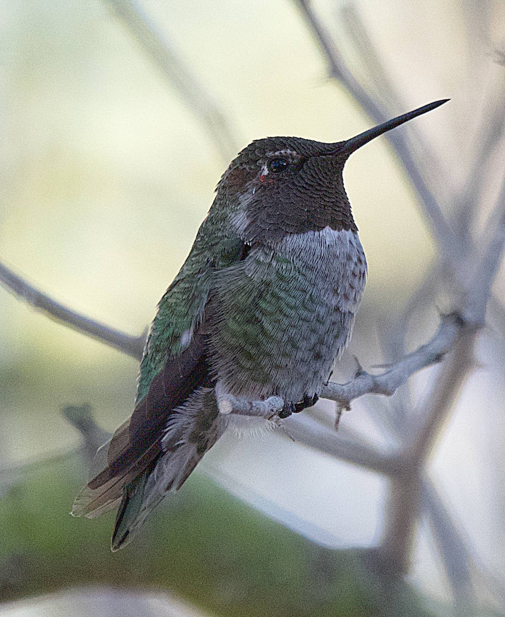 rødmaskekolibri - ML640526273