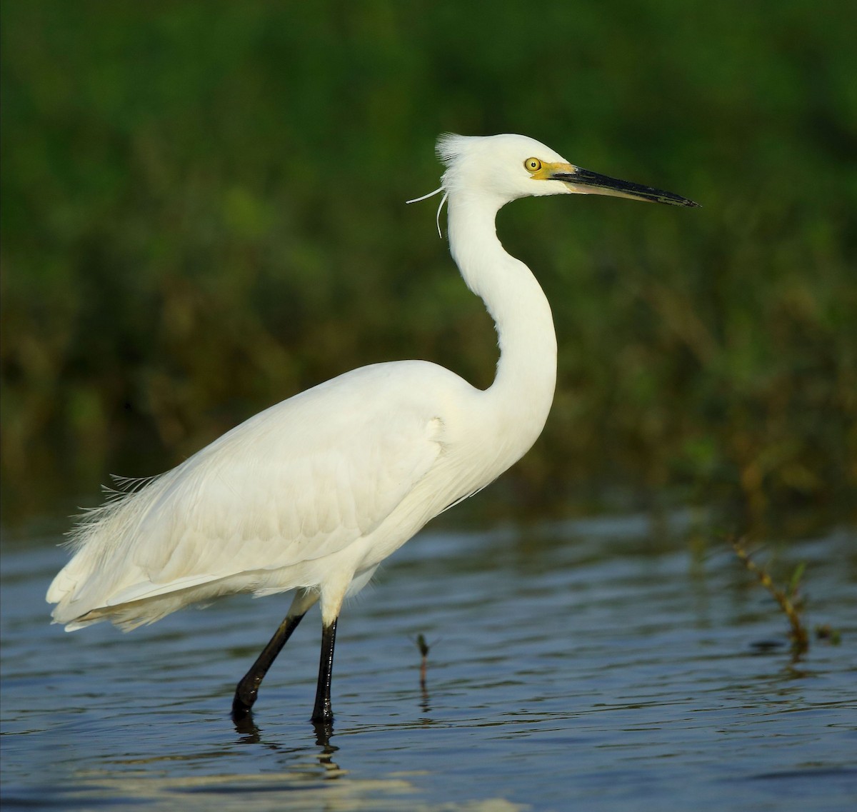 Little Egret - ML64052631