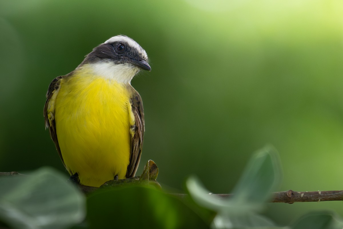 Social Flycatcher - ML640526315