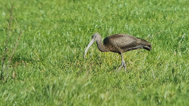 Glossy Ibis - ML640526336