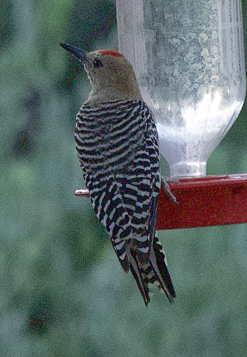 Gila Woodpecker - ML640526366