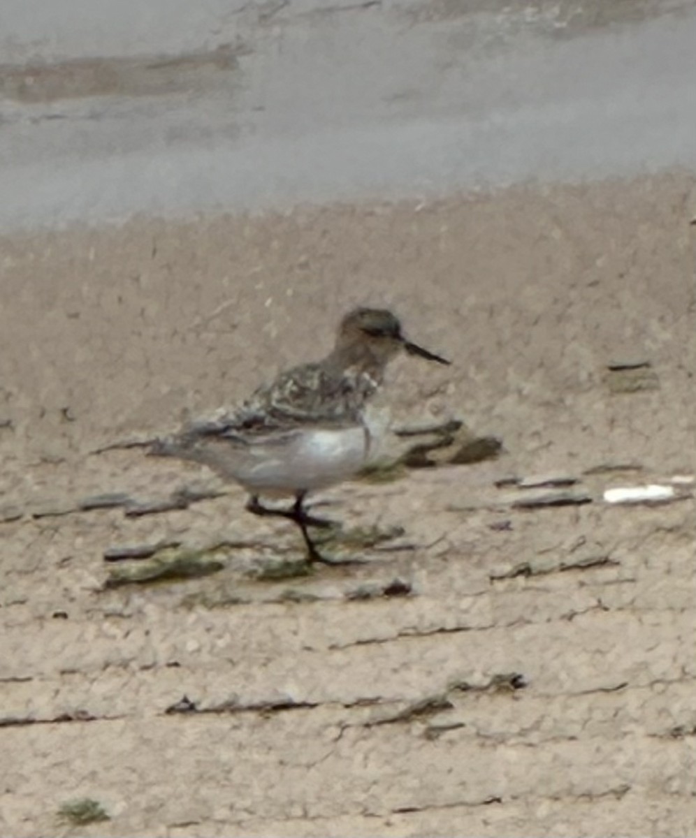 Baird txirria - ML640526387