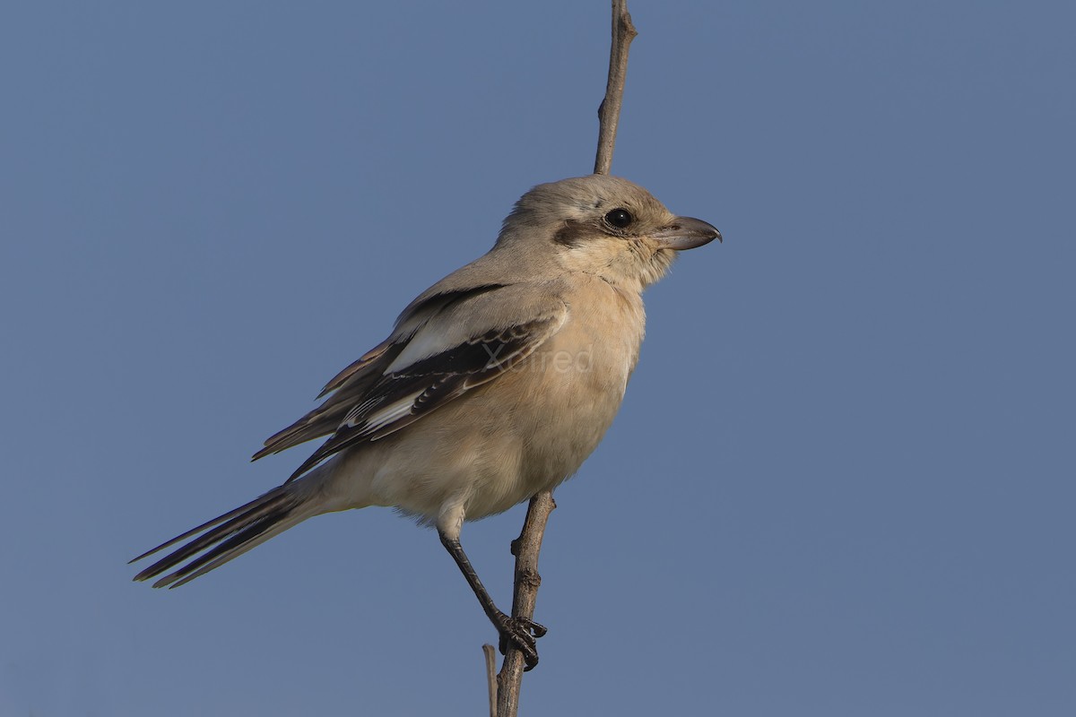 Pie-grièche grise (pallidirostris) - ML640526394