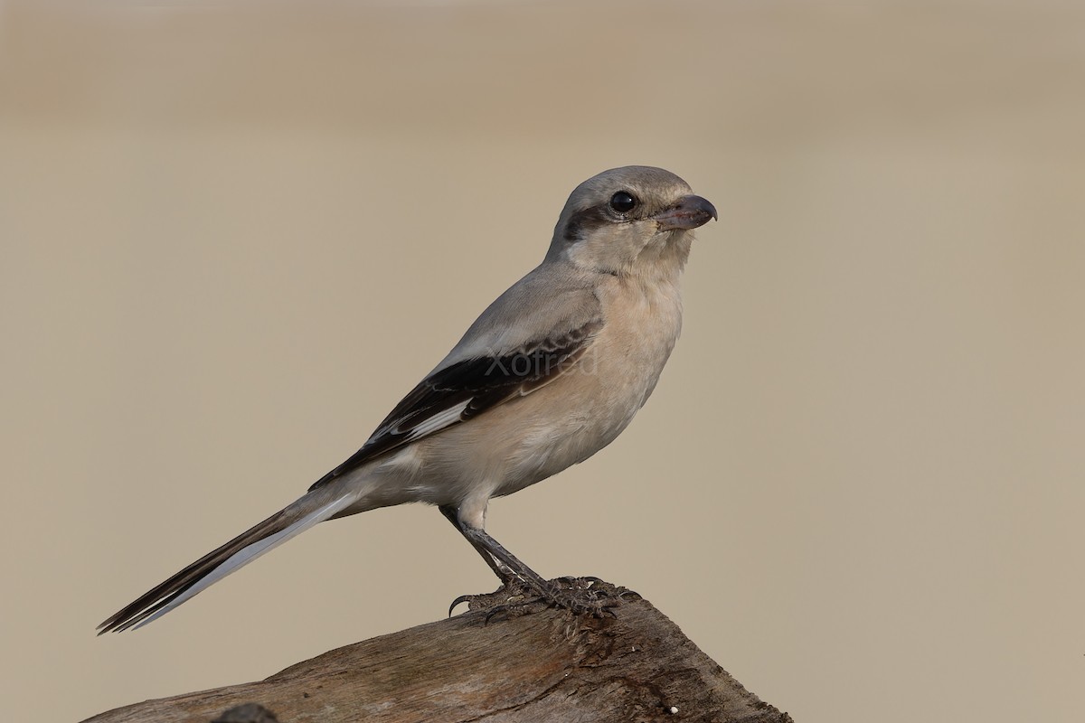 Pie-grièche grise (pallidirostris) - ML640526395