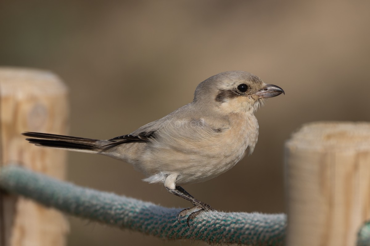 Pie-grièche grise (pallidirostris) - ML640526396