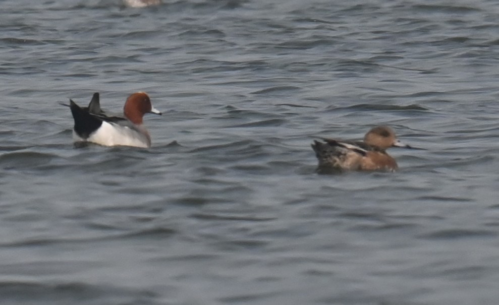 hvízdák eurasijský - ML640526411