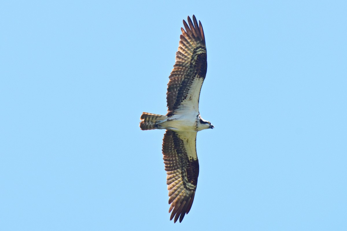 Загасч явлаг - ML640526459