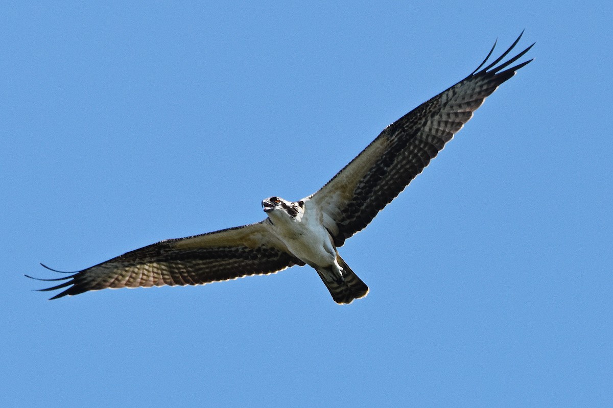 Загасч явлаг - ML640526460