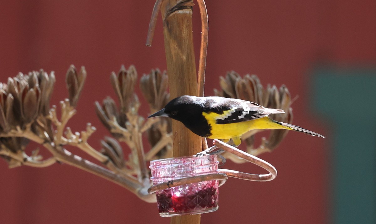 Scott's Oriole - ML640526519