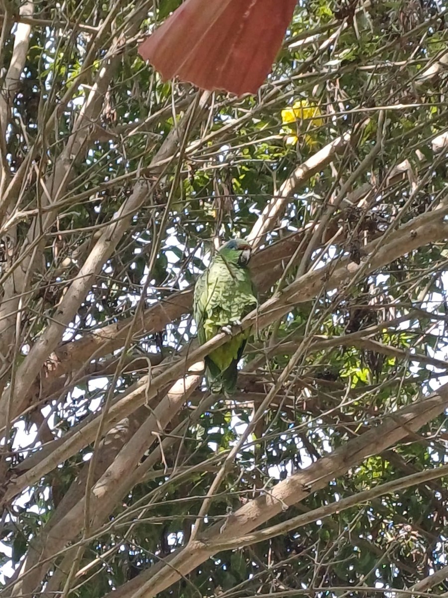 Festive Amazon - ML640526532