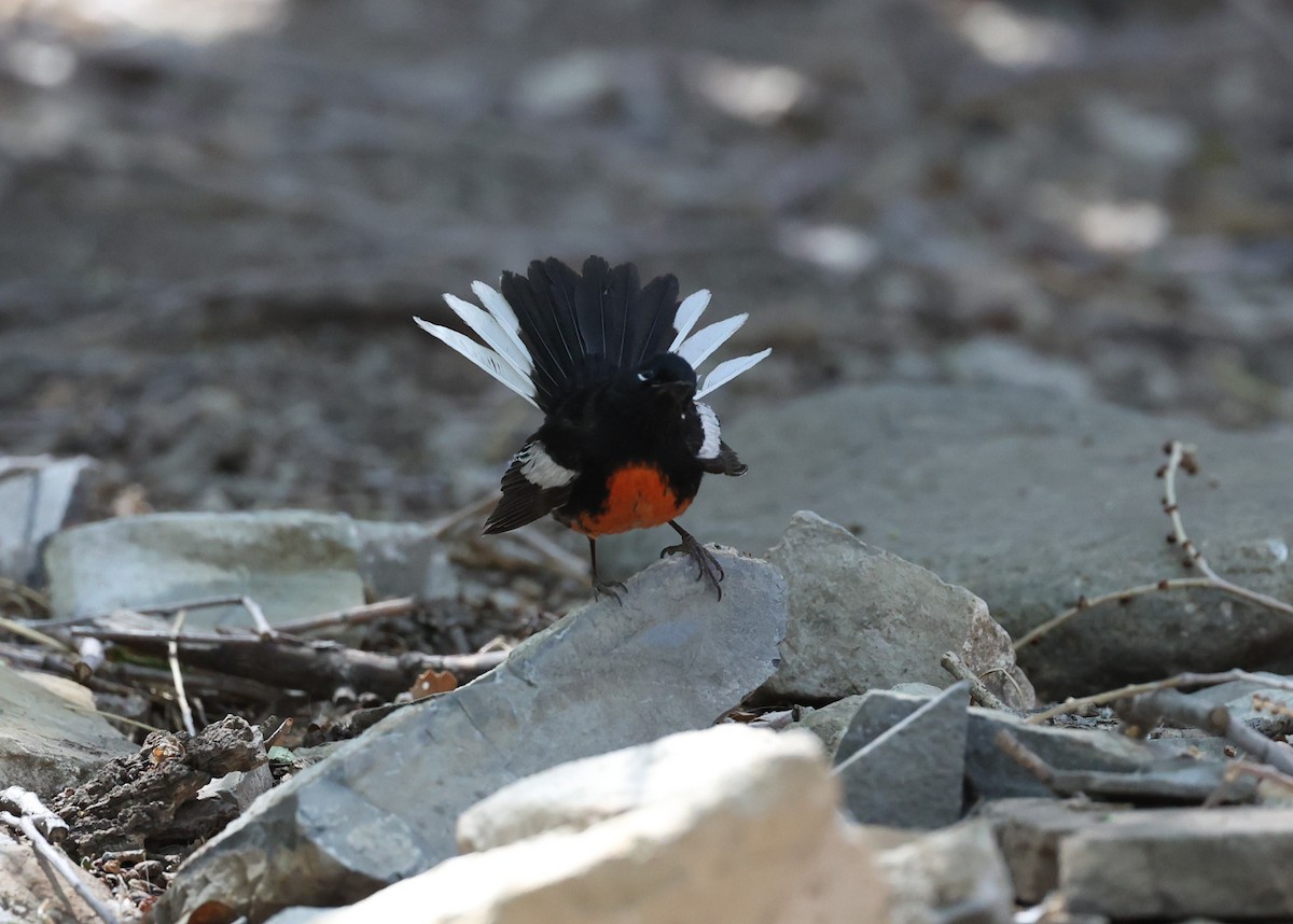 Painted Redstart - ML640526537