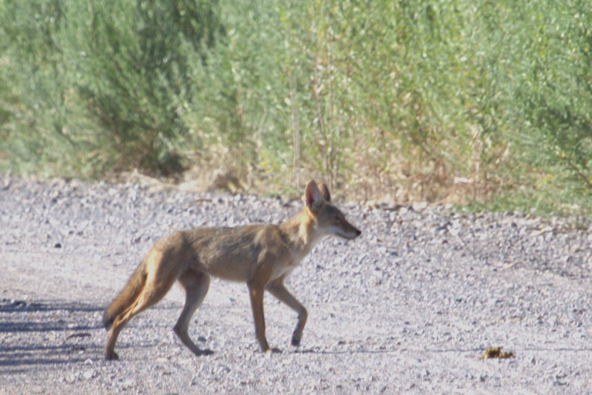 Mammals - ML640526658