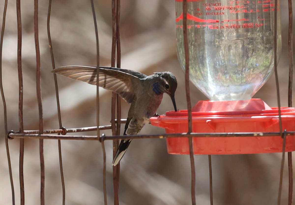 Blue-throated Mountain-gem - ML640526842