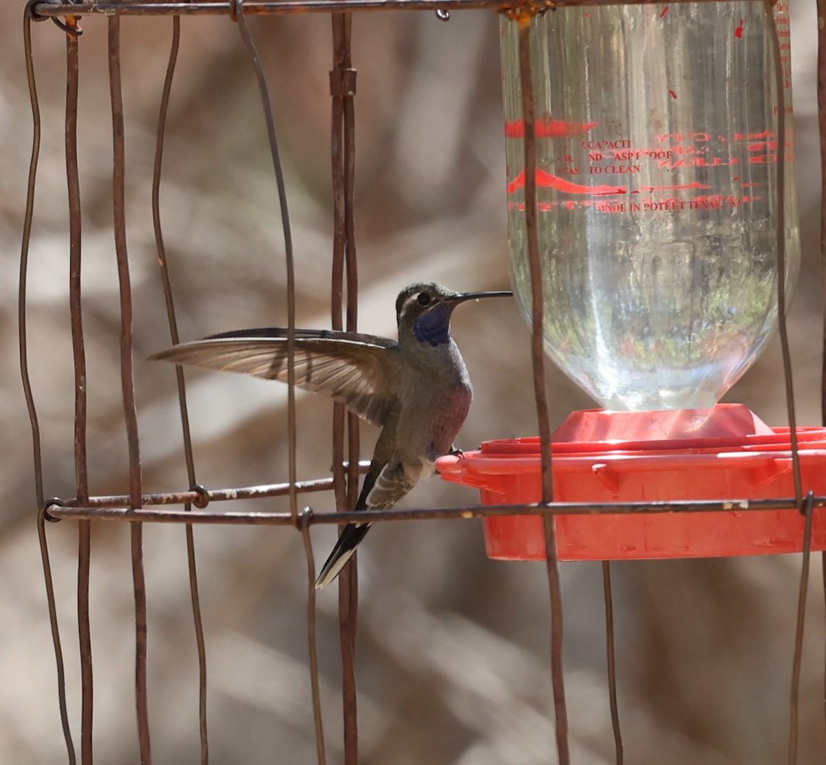 Blue-throated Mountain-gem - ML640526843