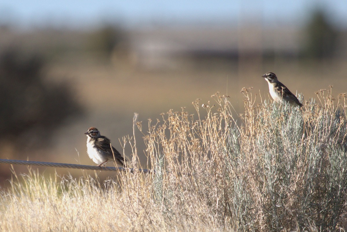 strnádka travní - ML640526879