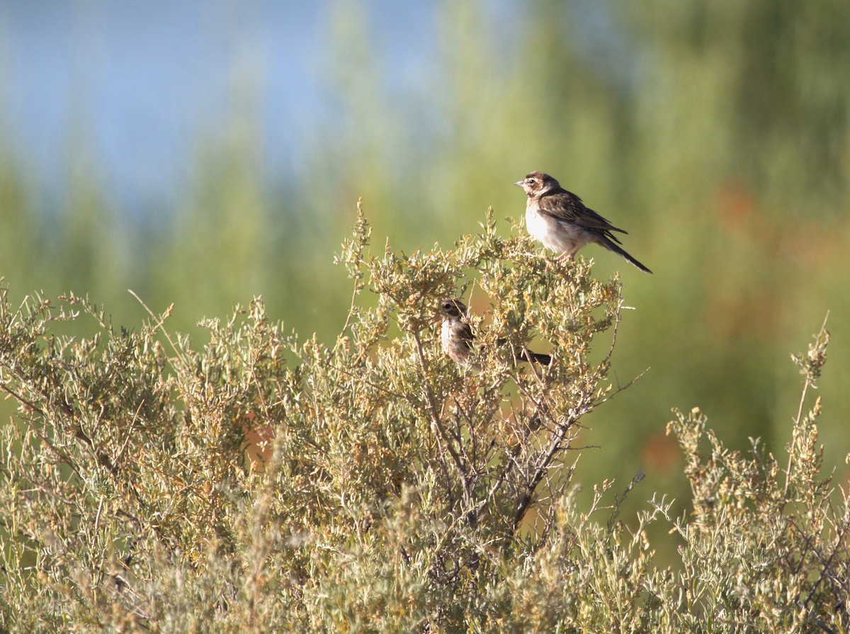 strnádka travní - ML640526880