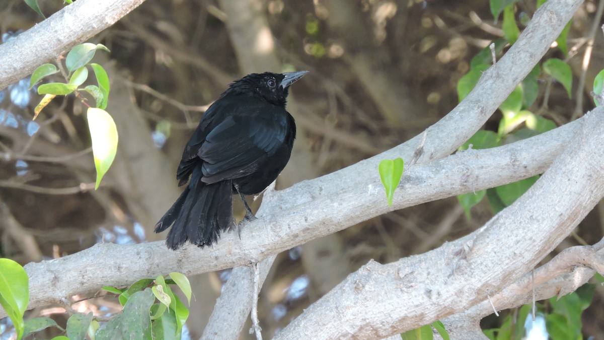 Scrub Blackbird - ML640526887