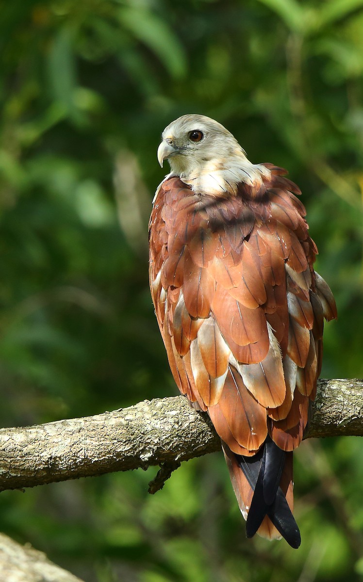 Brahminy Kite - ML64052691