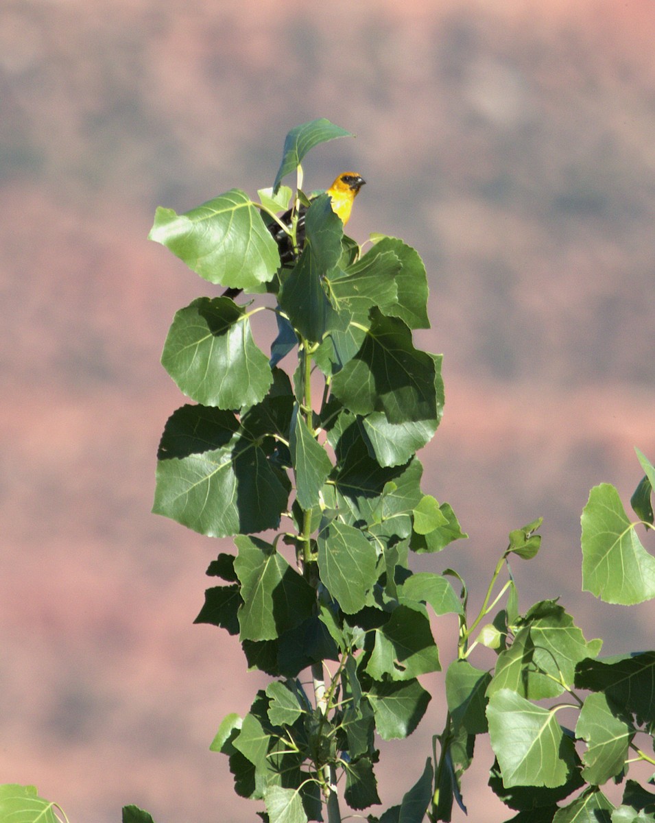 vlhovec žlutohlavý - ML640526910