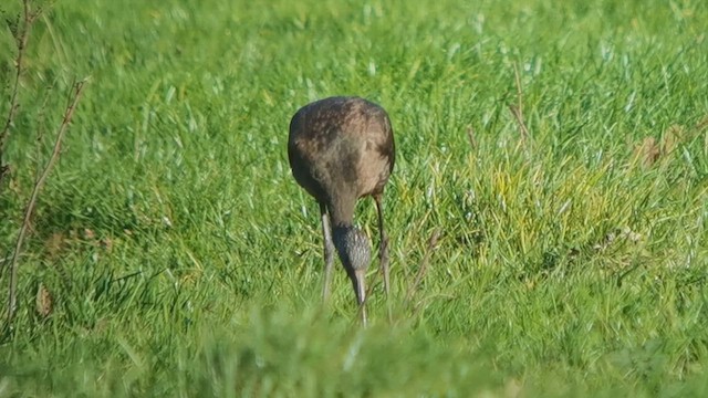 Glossy Ibis - ML640526918