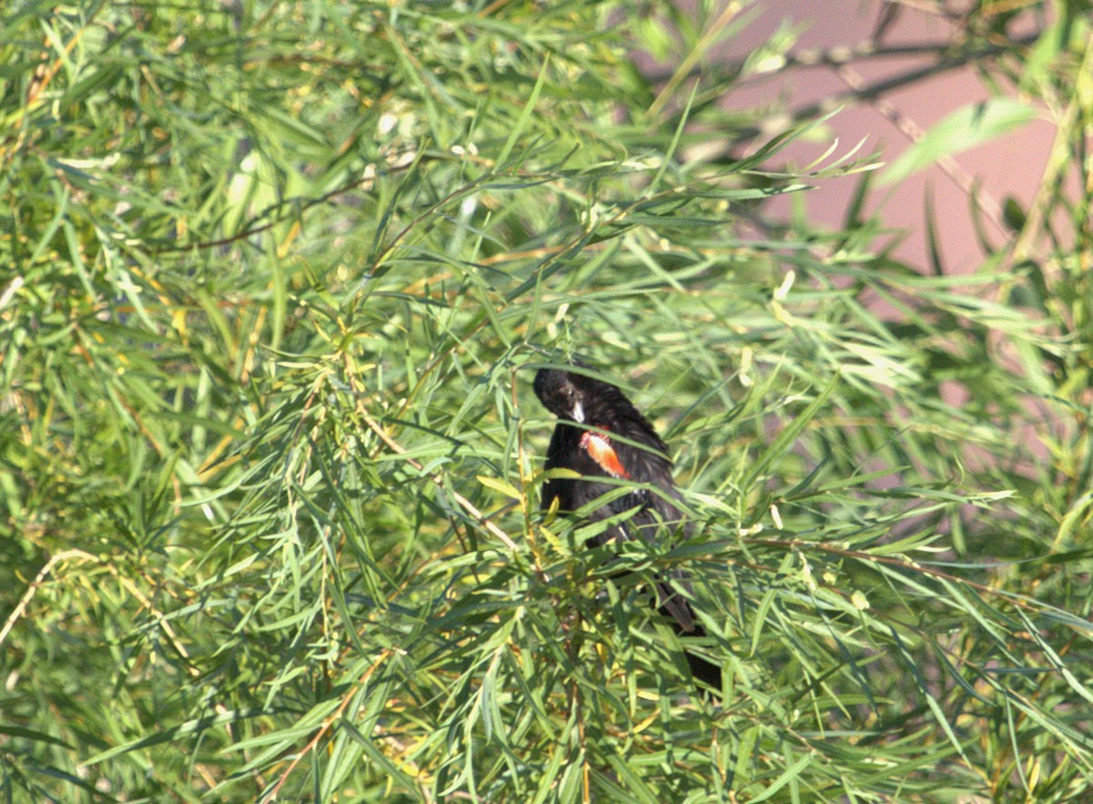 vlhovec červenokřídlý [skupina phoeniceus] - ML640526932