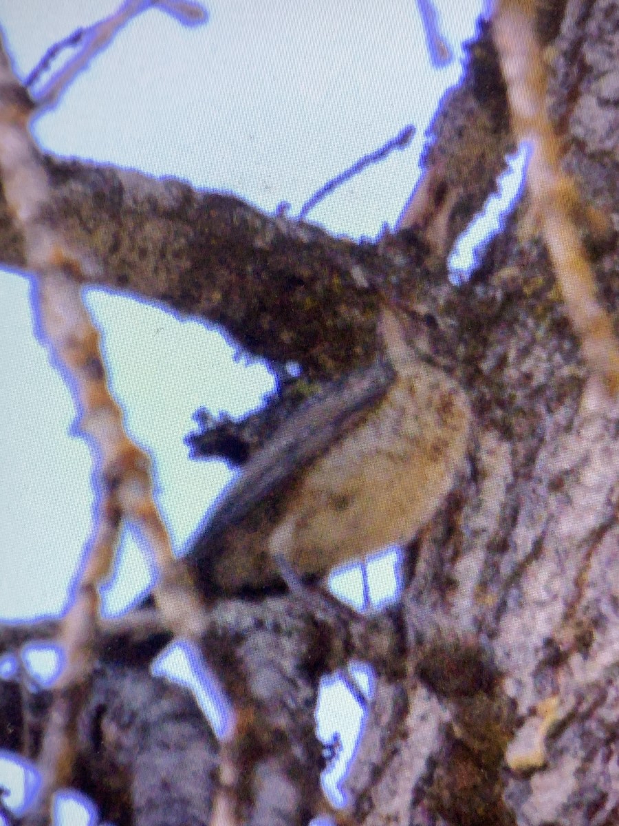 vlhovec červenokřídlý [skupina phoeniceus] - ML640526933