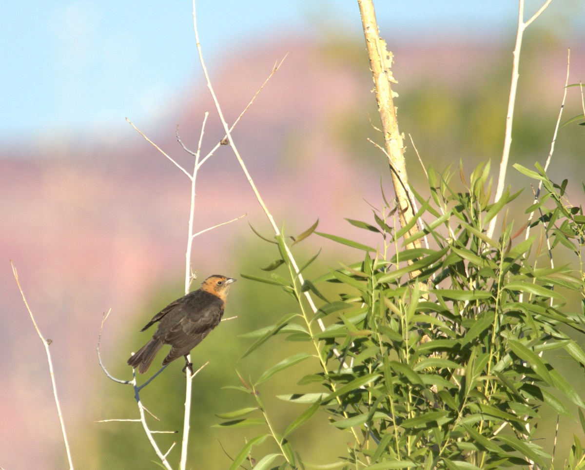 vlhovec hnědohlavý - ML640526952