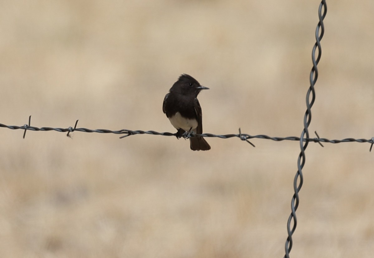 Black Phoebe - ML640526969