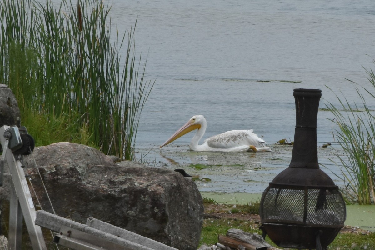 American White Pelican - ML640526992