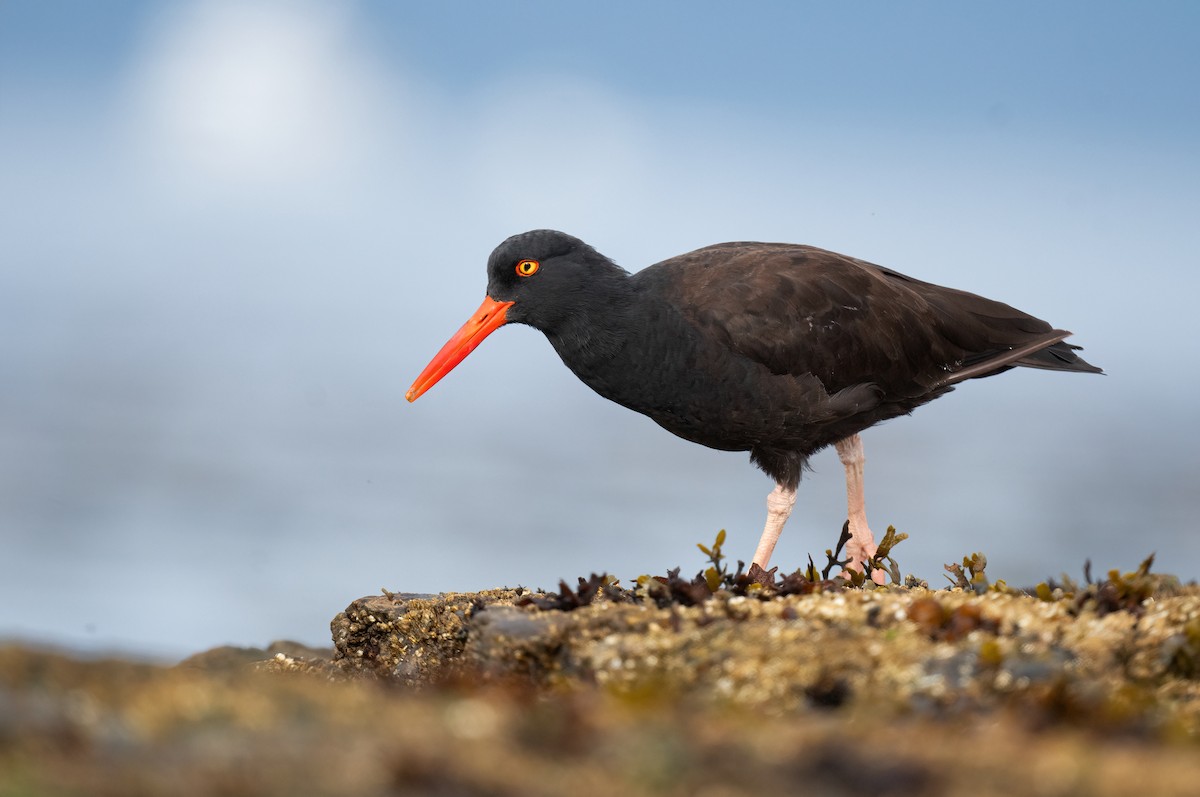 Black Oystercatcher - ML640527107