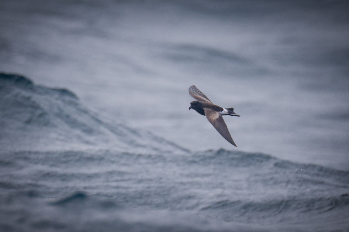 Wilson's Storm-Petrel - ML640527158