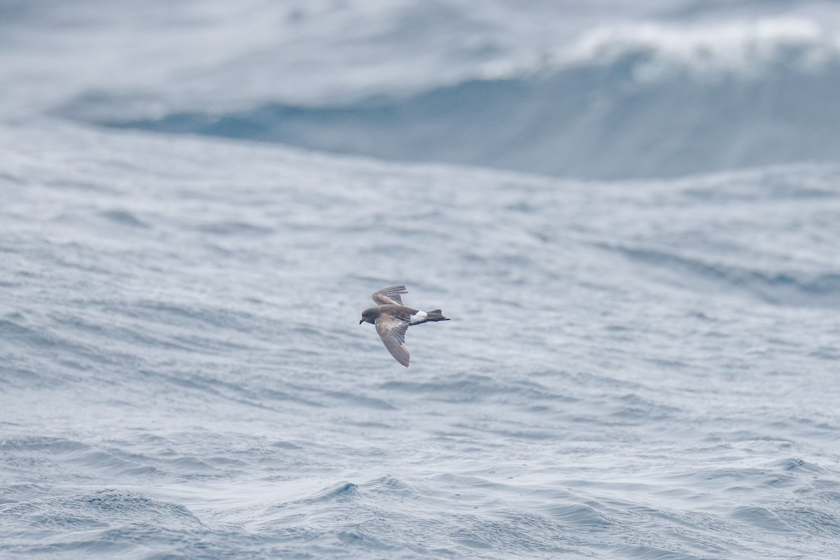 Wilson's Storm-Petrel - ML640527159