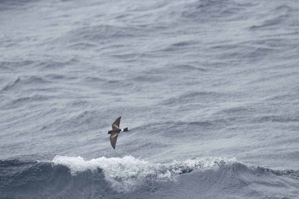 Wilson's Storm-Petrel - ML640527161