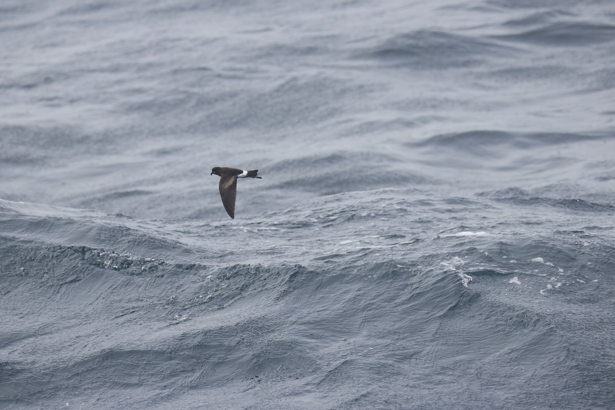Wilson's Storm-Petrel - ML640527162