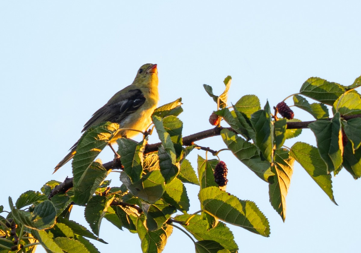 Scarlet Tanager - ML640527182