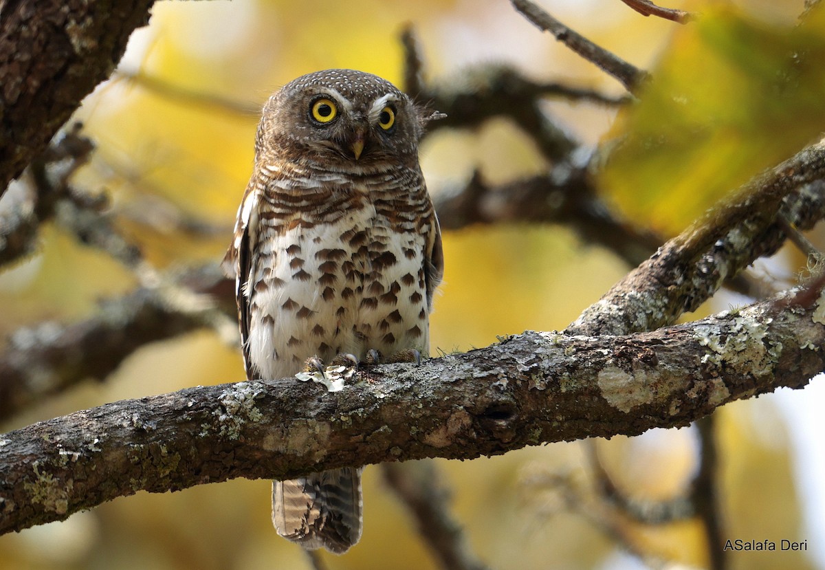 African Barred Owlet (Bar-fronted) - ML640527189