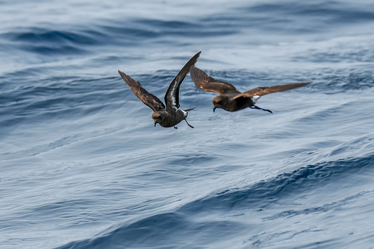 European Storm-Petrel - ML640527239